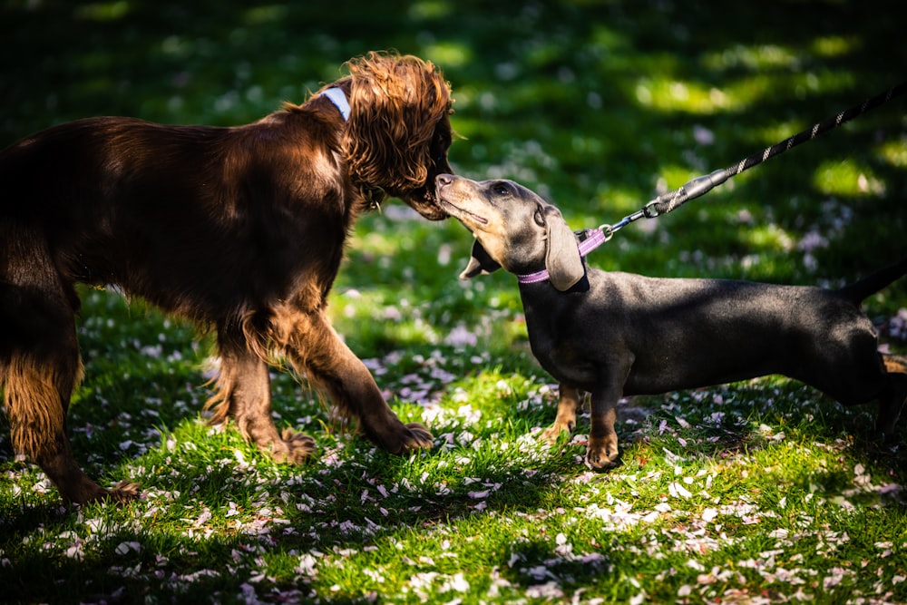 brown and black short coated dog on green grass field during daytime