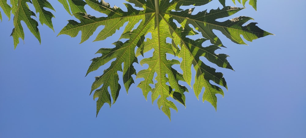 green leaves under blue sky during daytime