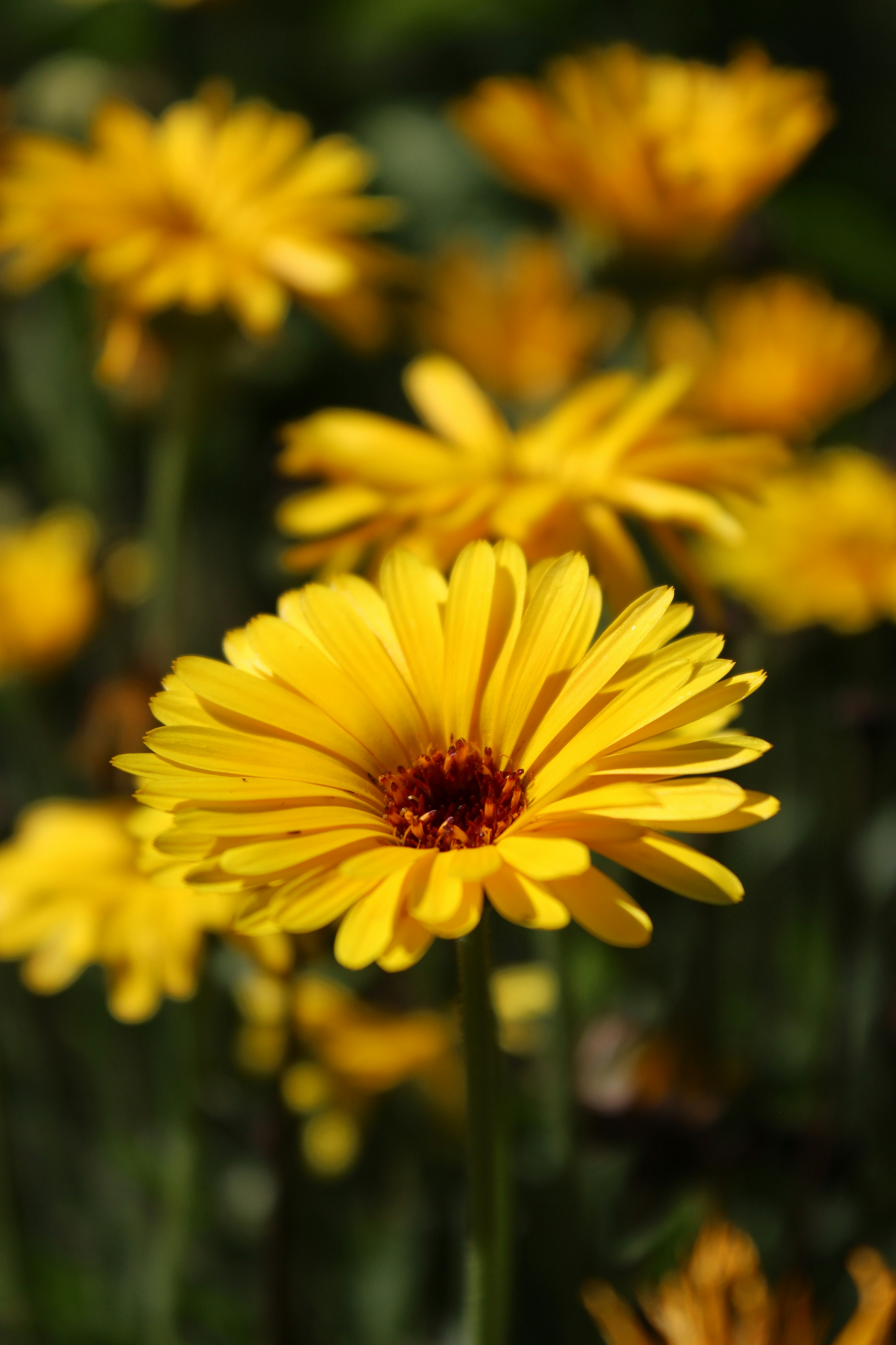 تأثير تغير المناخ على انتشار الأمراض