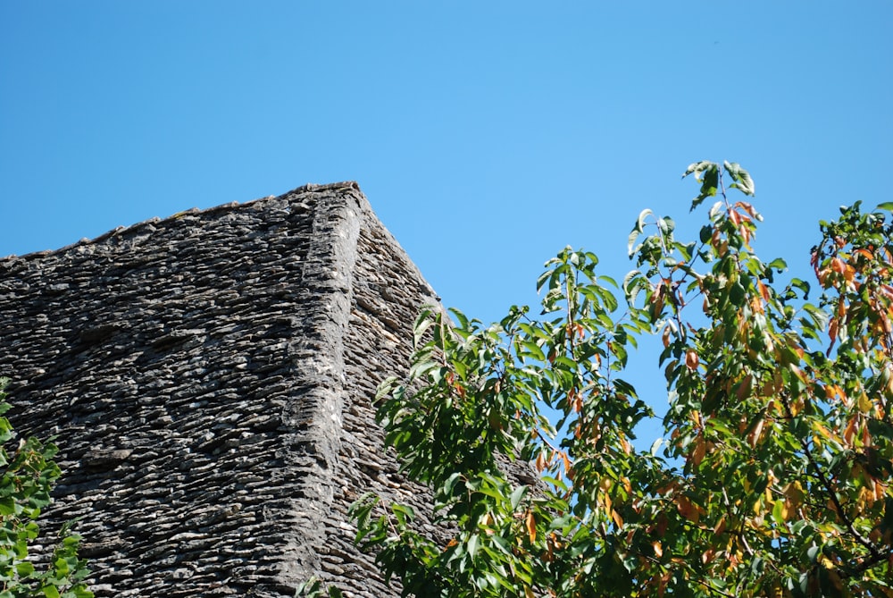 grüner und brauner Baum unter blauem Himmel tagsüber