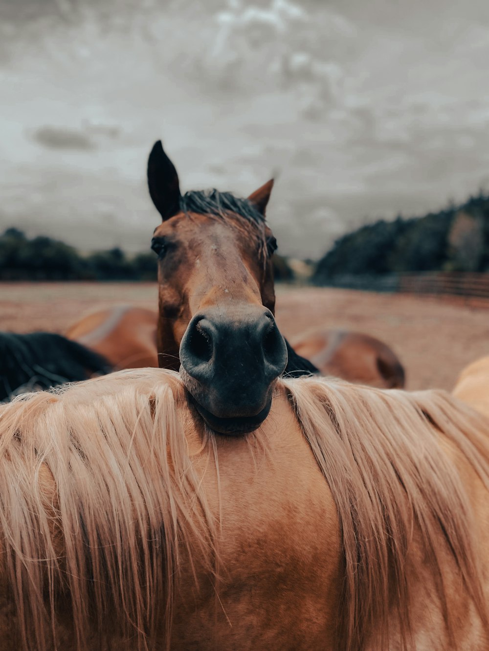 brown and black horse on brown field during daytime