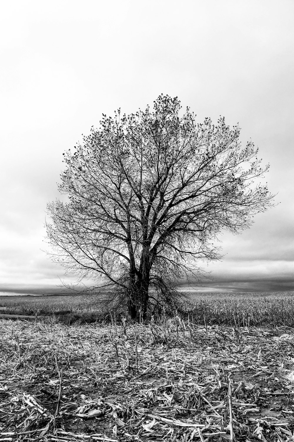 grayscale photo of leafless tree