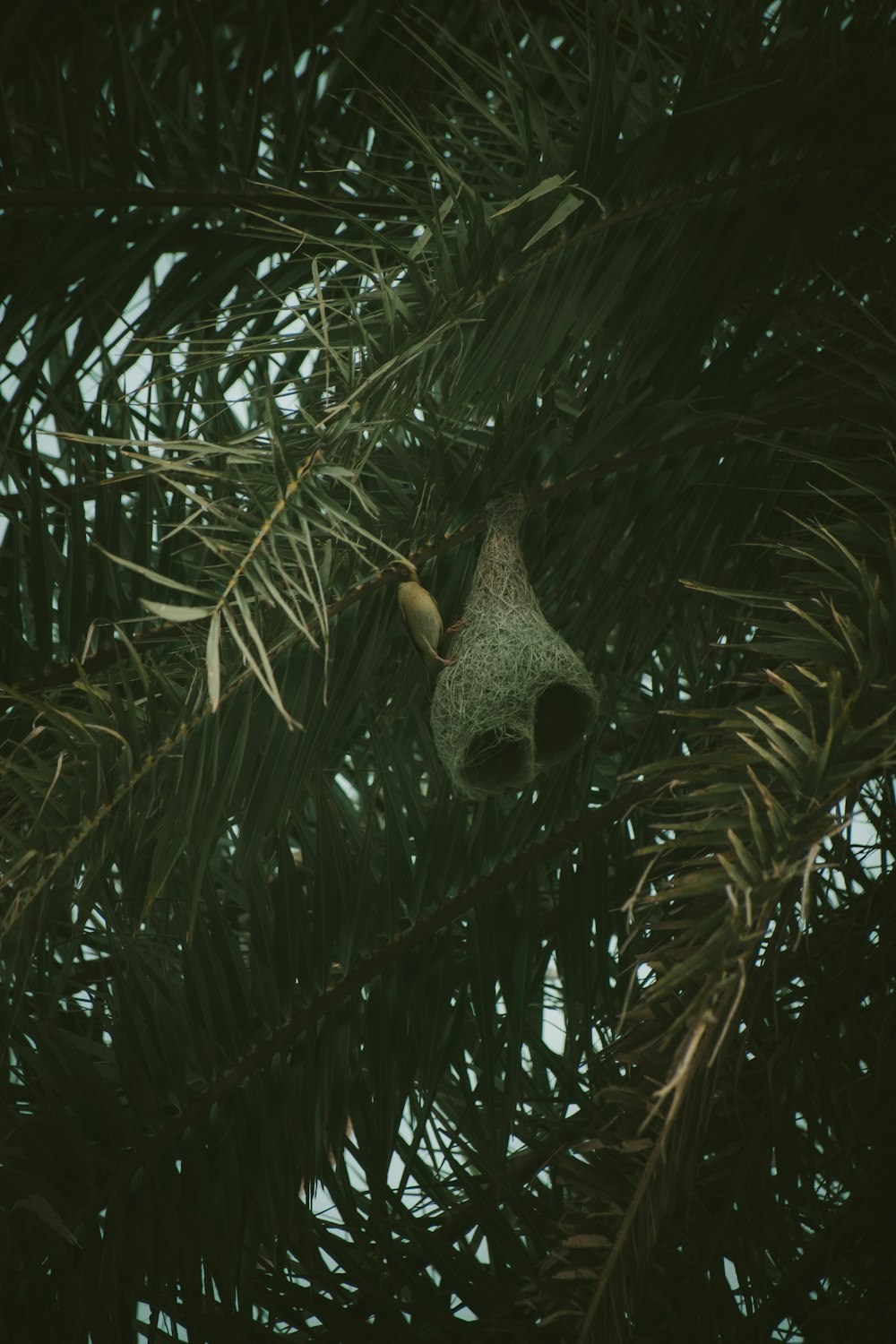 brown bird on green tree during daytime