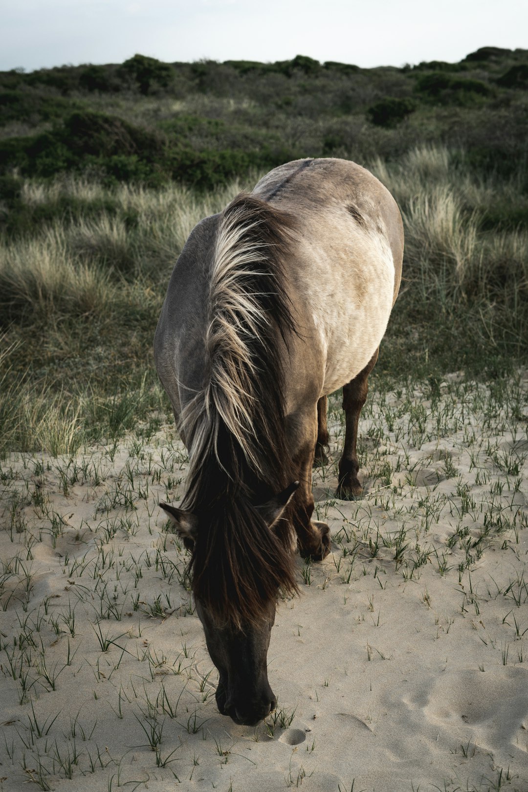 brown horse on gray sand during daytime