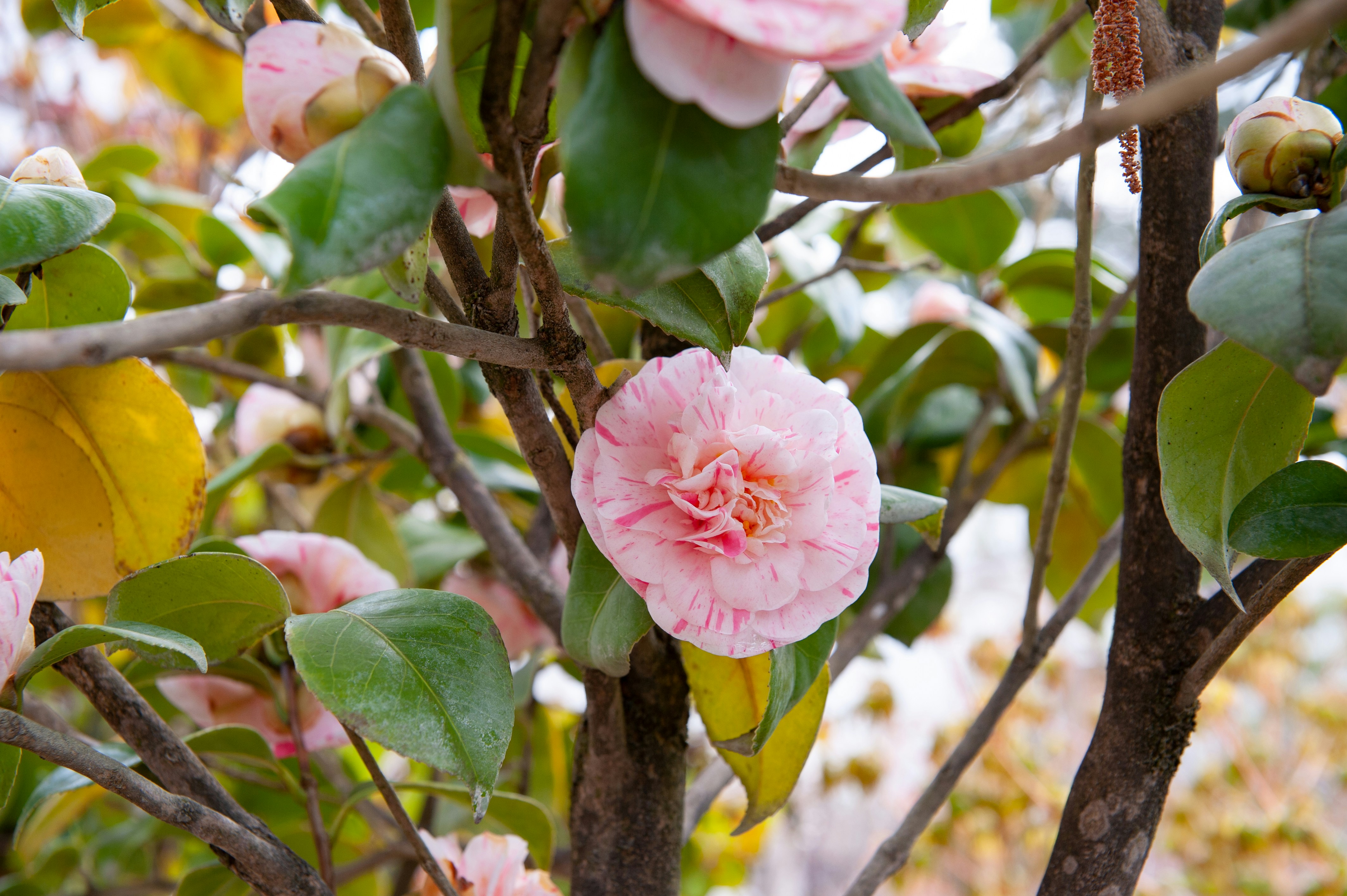 Photo by thibault_vn