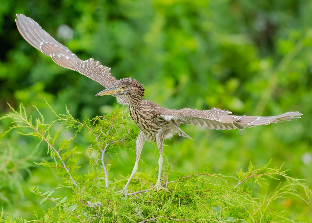 brown and white bird flying over green plants during daytime