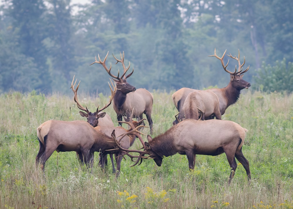 three brown deer on green grass field during daytime