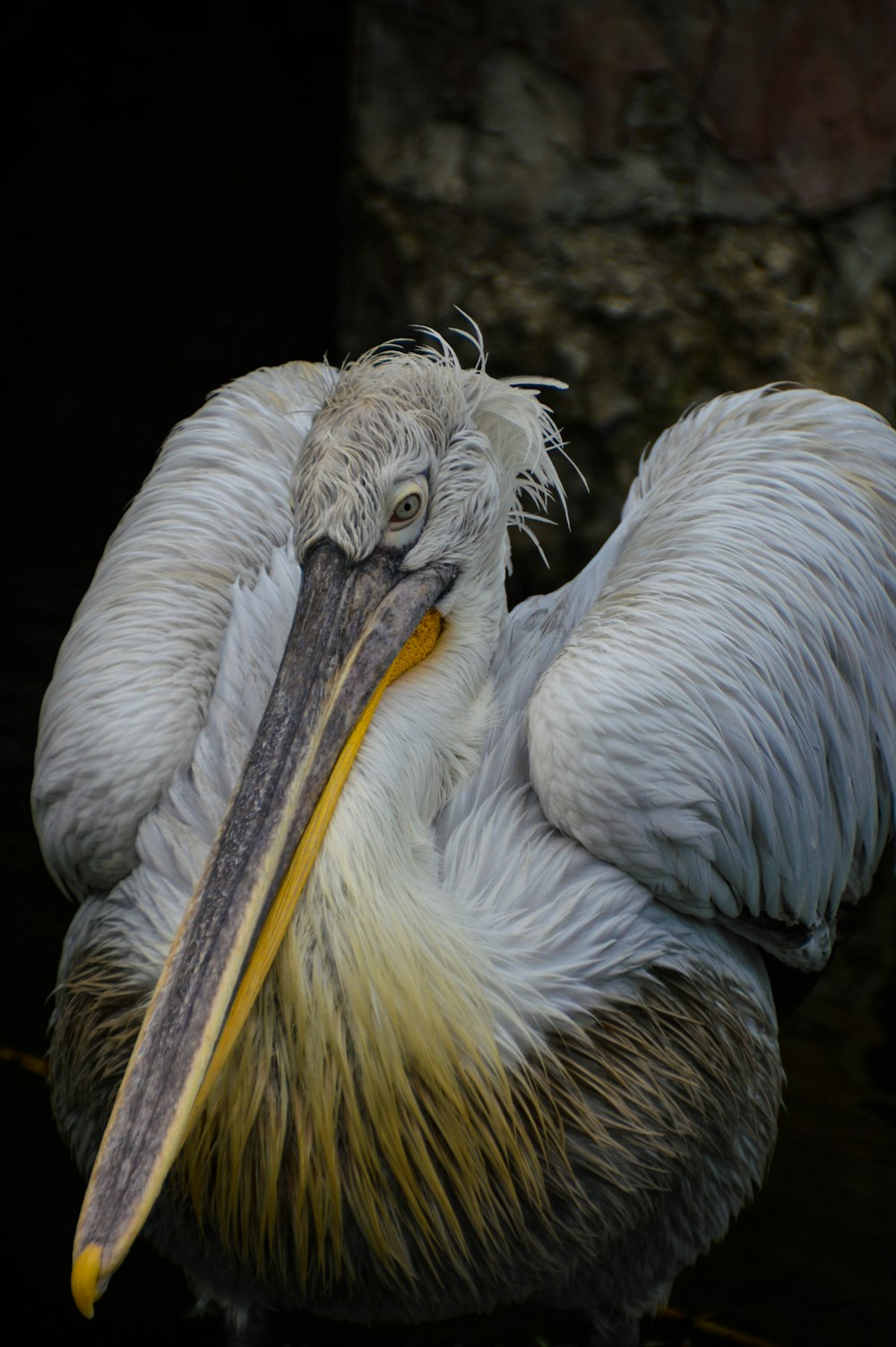 white and gray pelican on brown rock