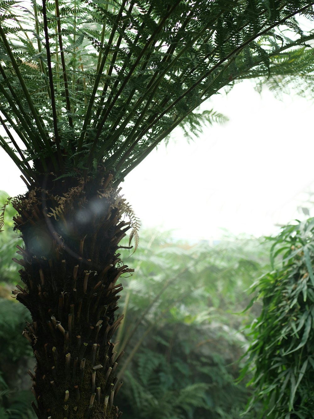 green and brown plant during daytime