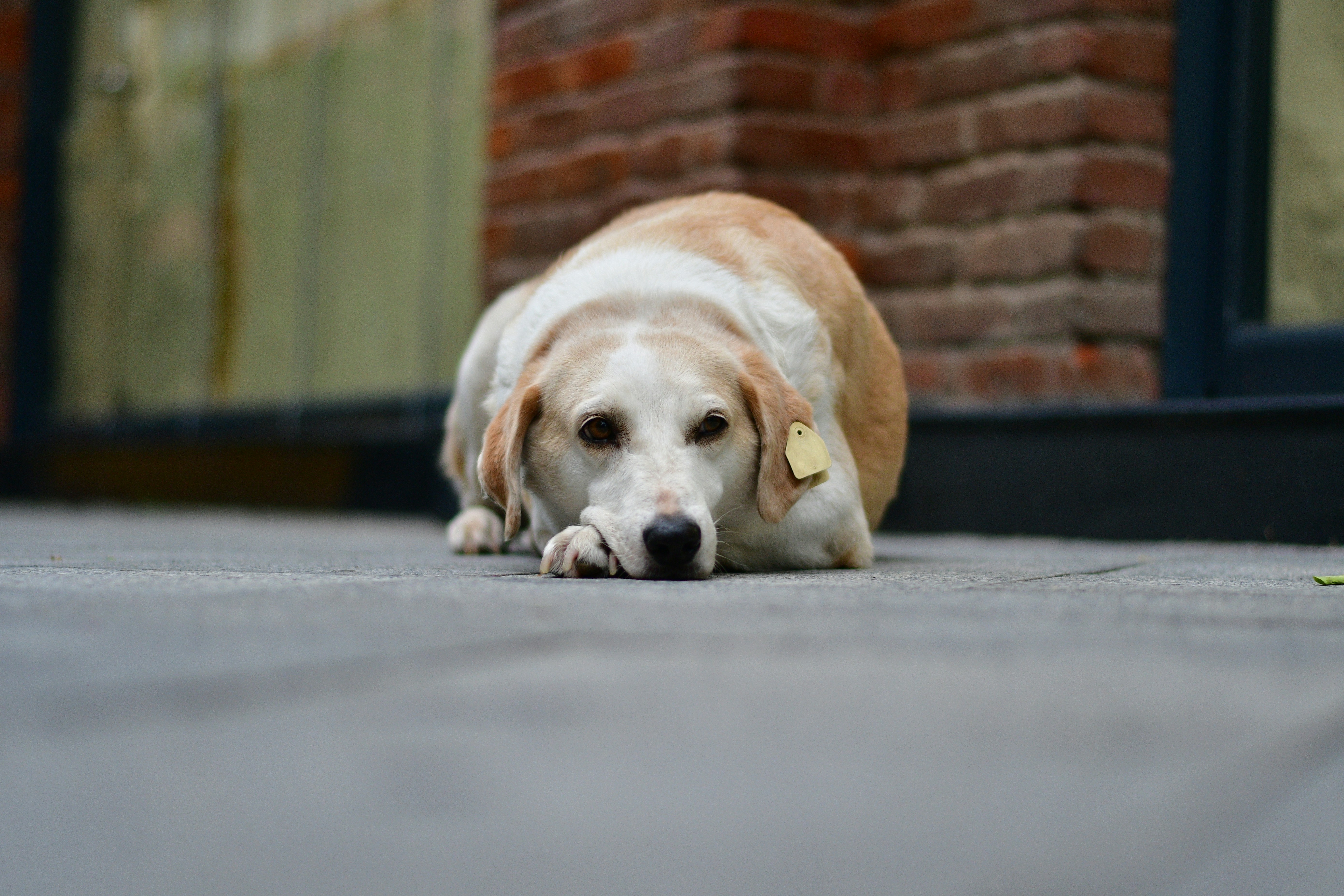 Morning Cuddles as Emotional Anchors