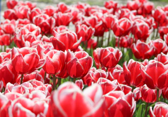 pink tulips field during daytime