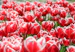 pink tulips field during daytime