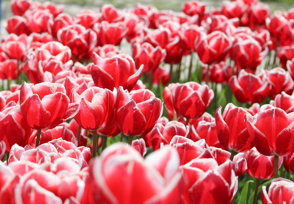 pink tulips field during daytime