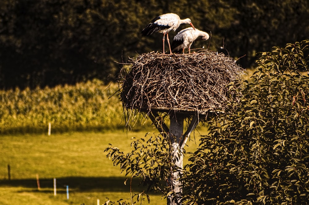 white and black bird on nest