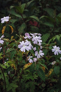 white and purple flowers in tilt shift lens