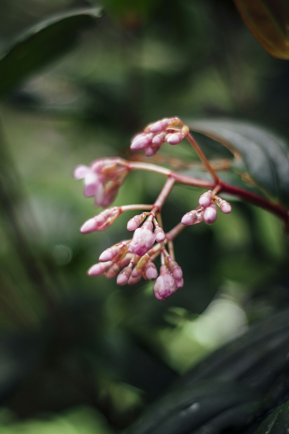 pink flower buds in tilt shift lens