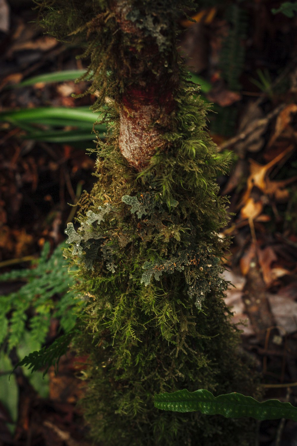 green moss on brown tree branch