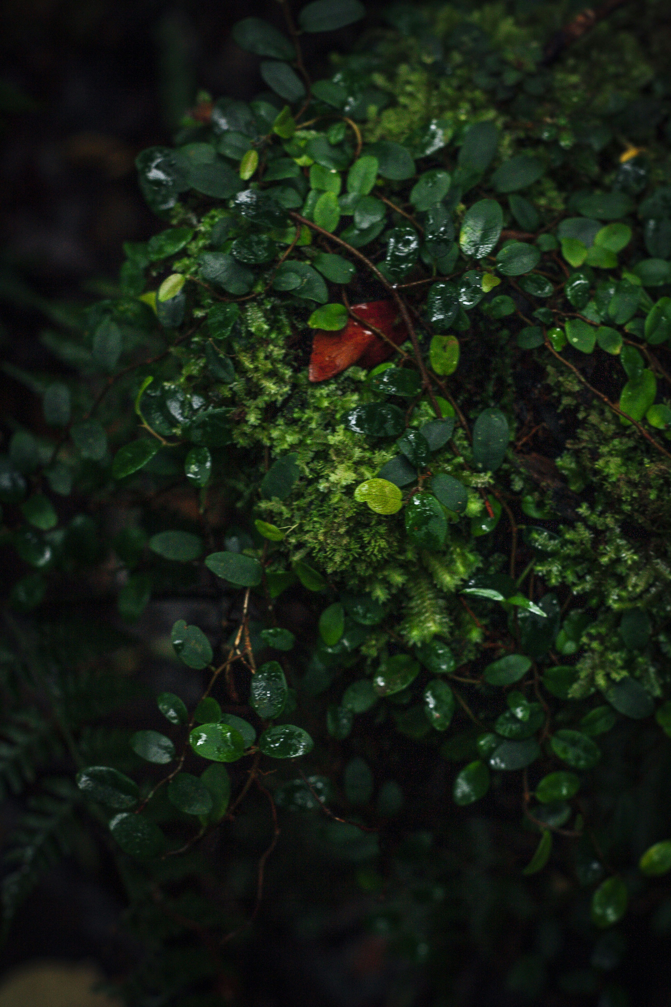 Photo by densauxsoy
