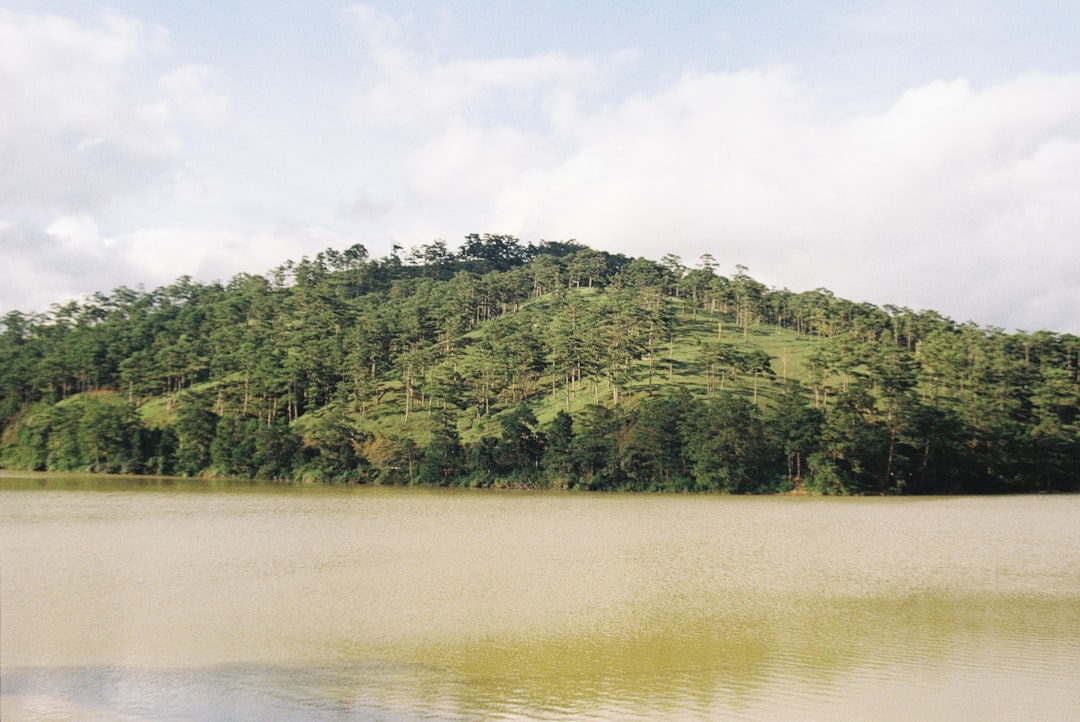 green trees beside body of water during daytime