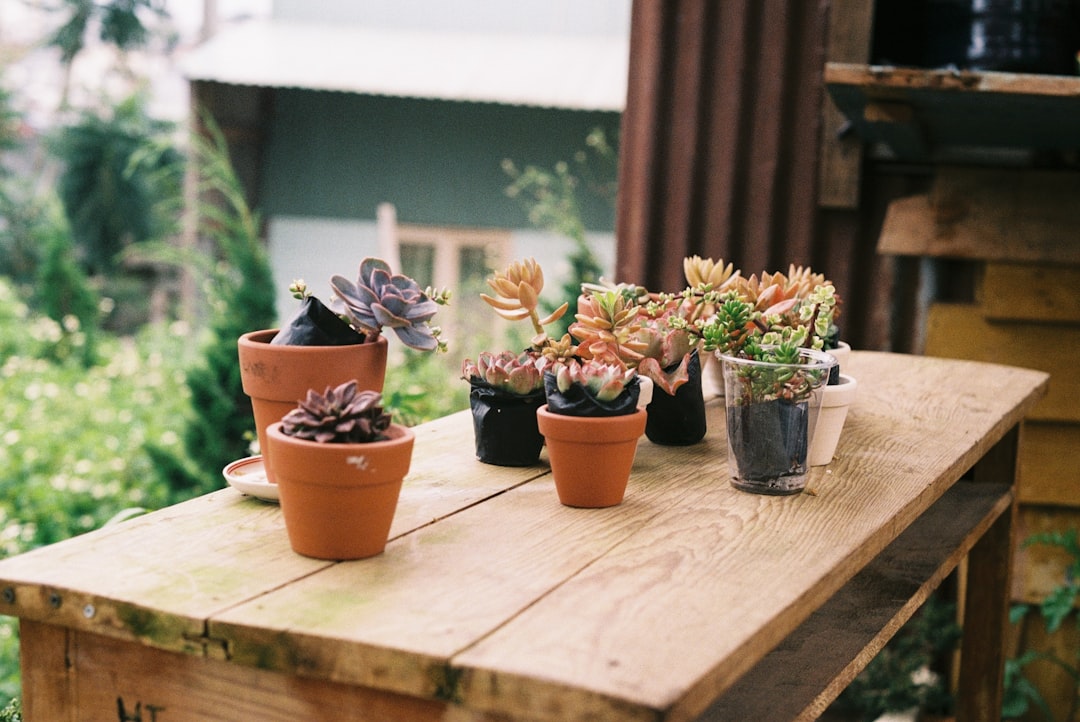 green and brown potted plants on white wooden table