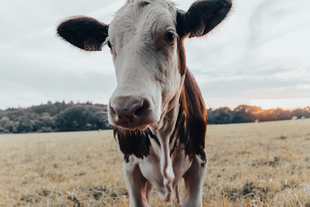 white and brown cow on brown field during daytime