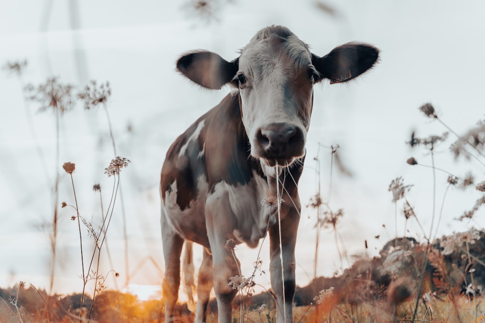 white and brown cow on brown grass field during daytime