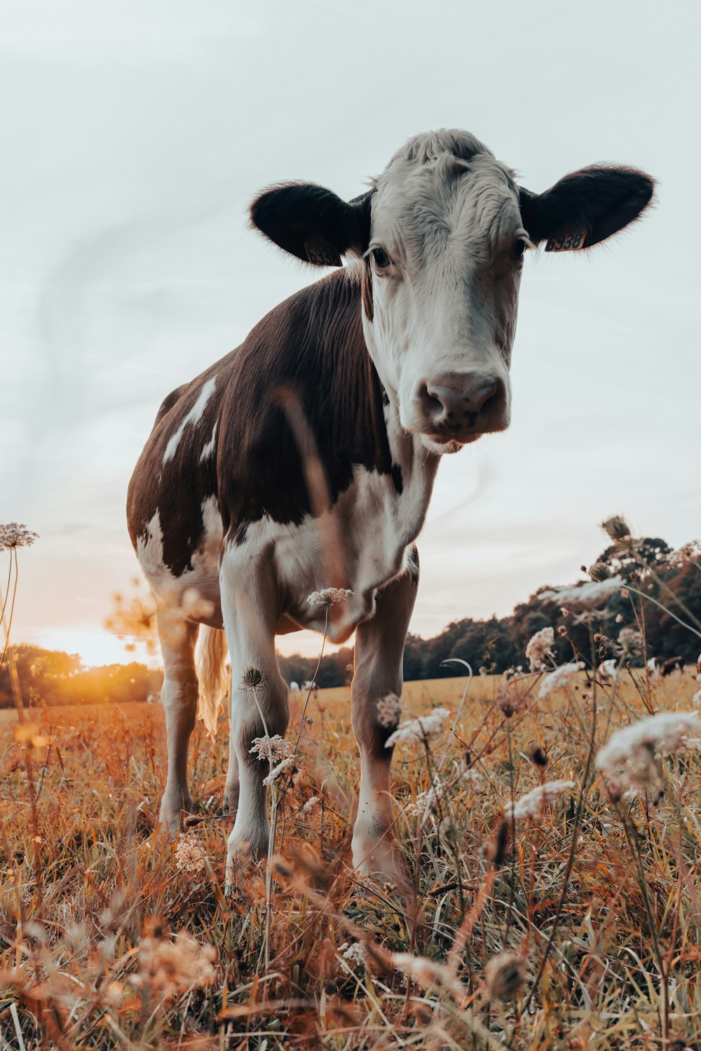 white and brown cow on brown grass field during daytime