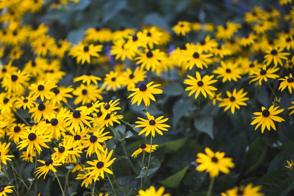 yellow flowers in tilt shift lens