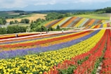 yellow red and purple flower field during daytime