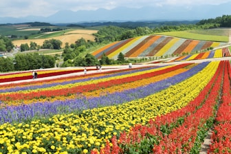 yellow red and purple flower field during daytime