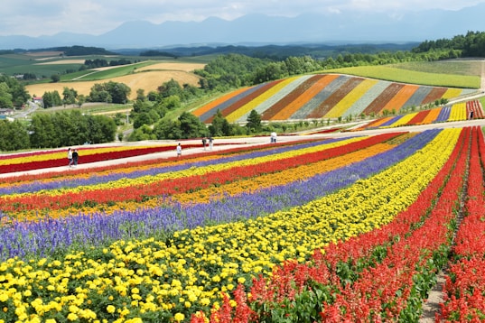 yellow red and purple flower field during daytime