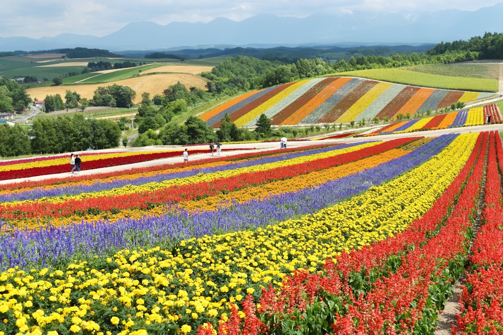 yellow red and purple flower field during daytime