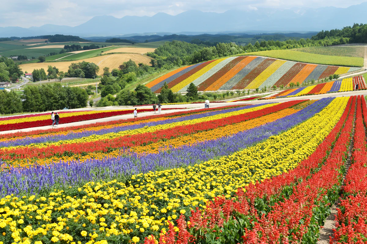 Colorful flower fields in Biei, Hokkaido, under a clear blue June sky