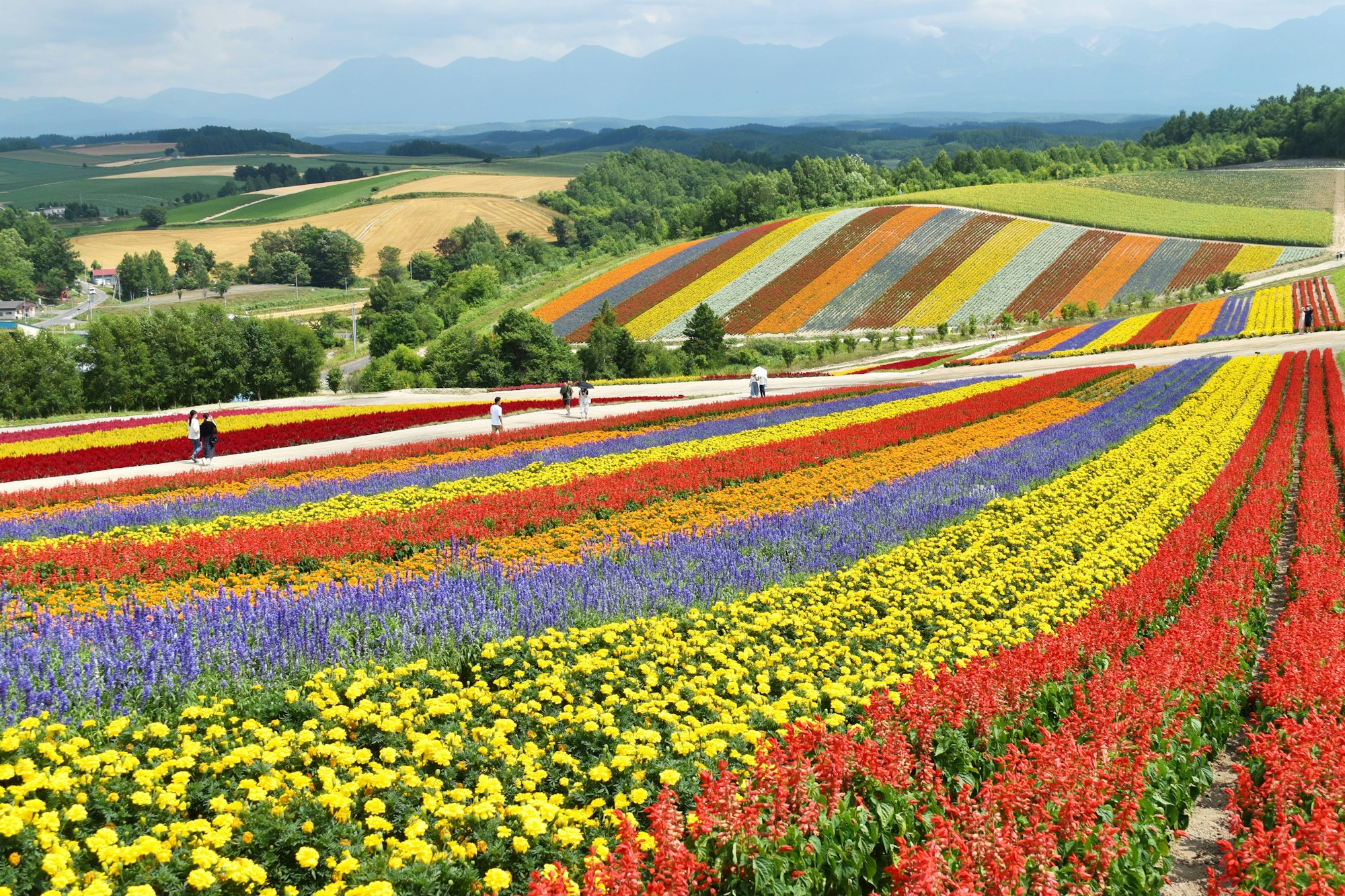 Best Time to Visit Biei: Weather and Seasons Guide