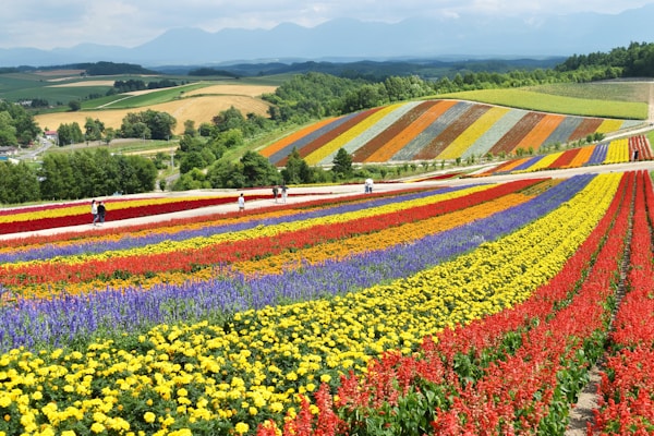 Best Time to Visit Biei: Weather and Seasons Guide