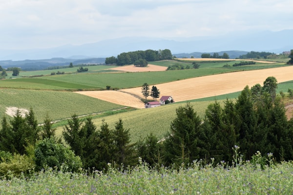 Best Time to Visit Biei: Weather, Seasons, and Months