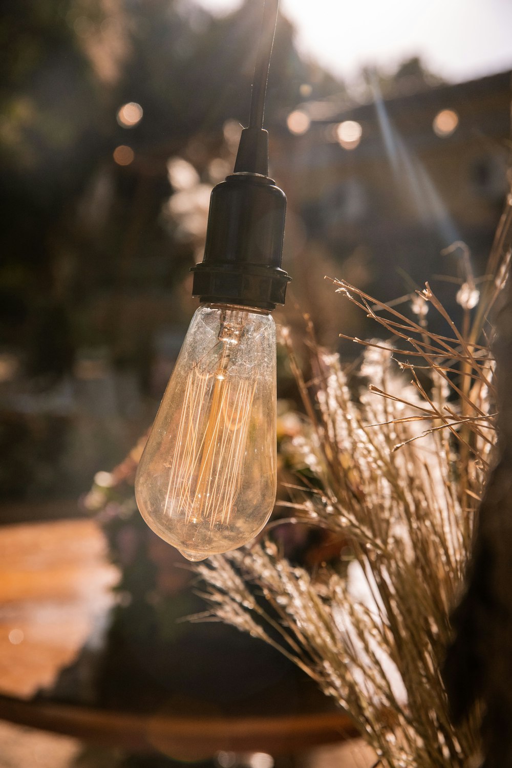 clear glass light bulb on brown plant
