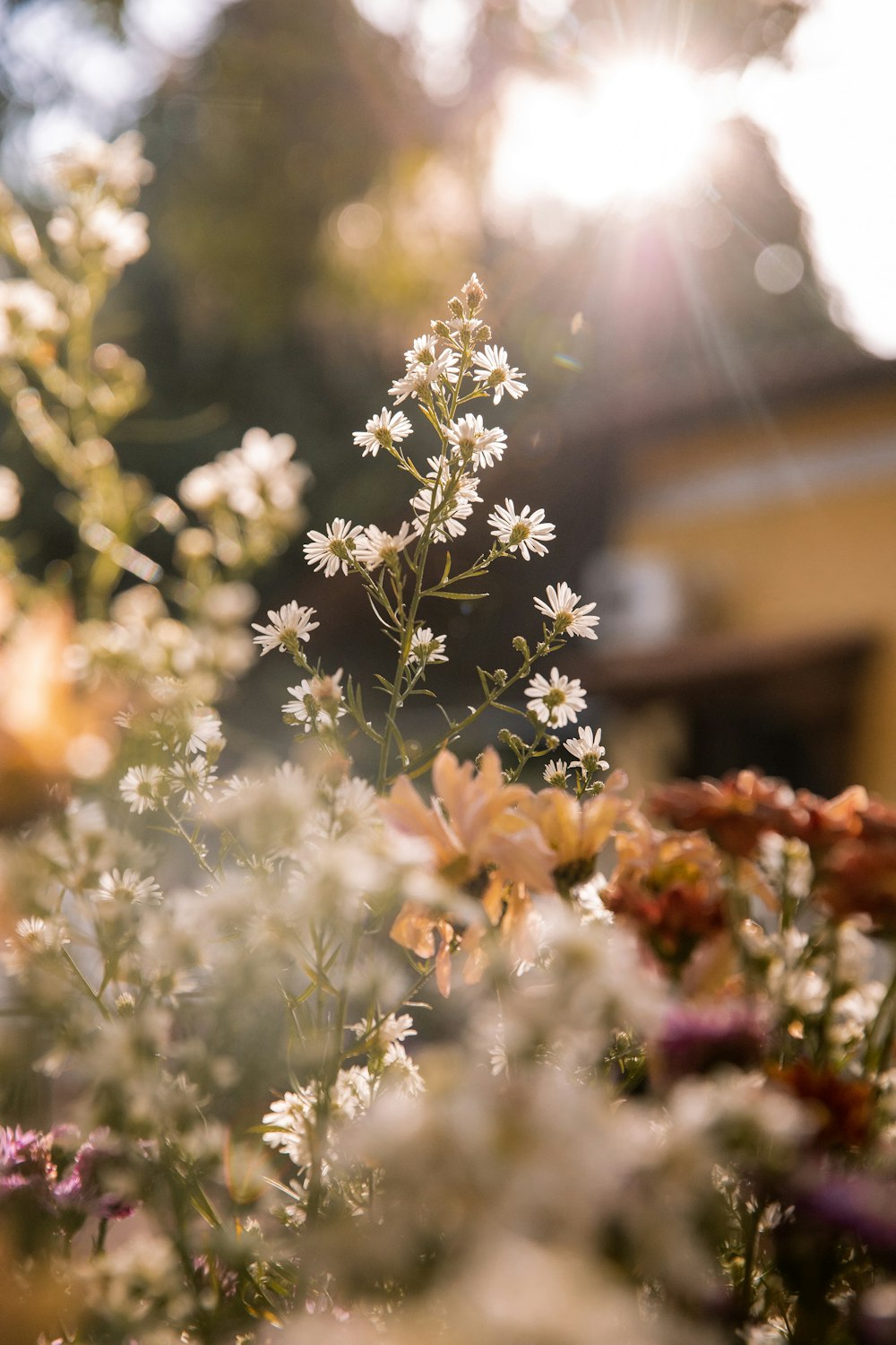 white and green flower in tilt shift lens