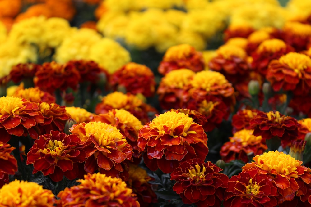 orange flowers in tilt shift lens