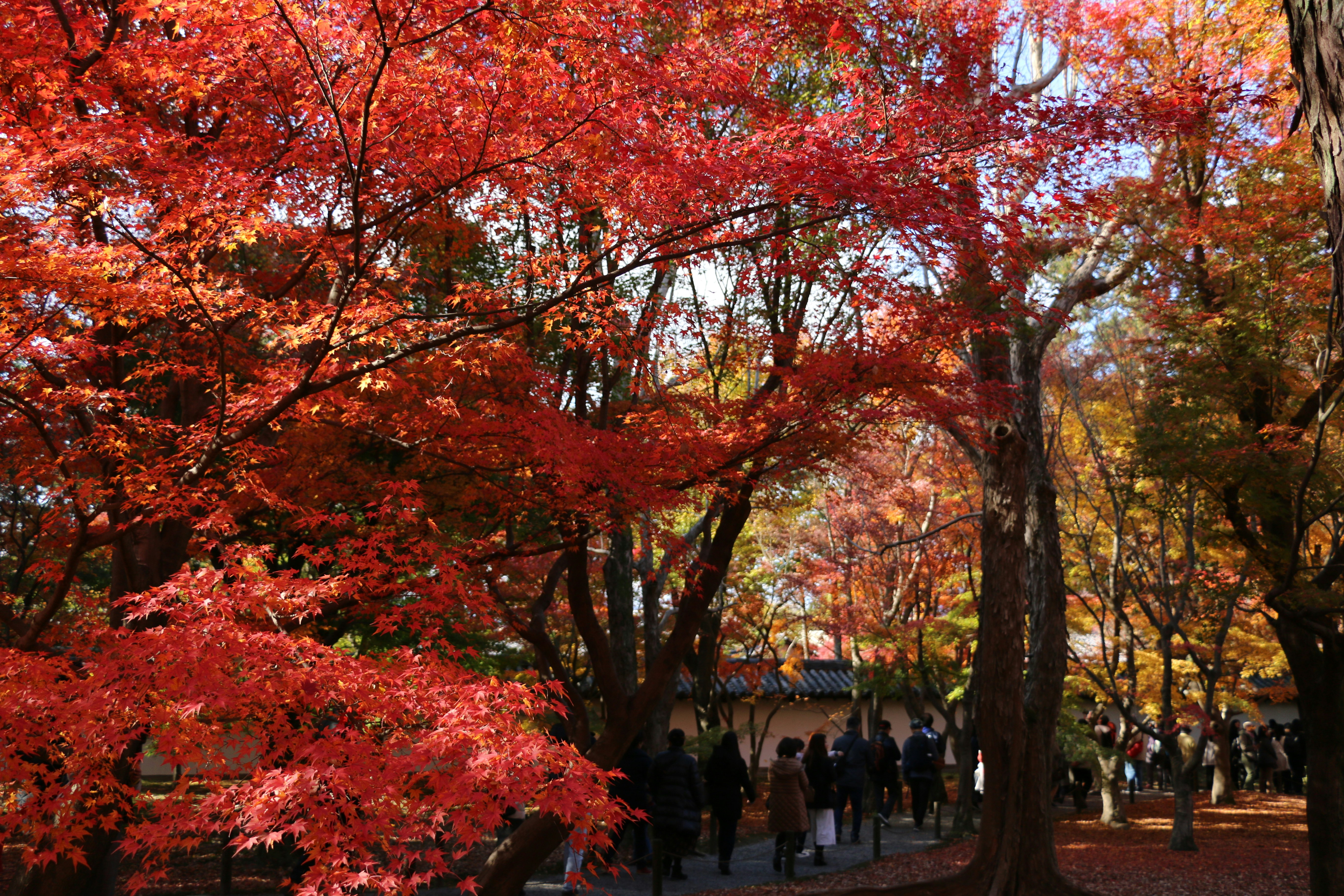 people walking on street near trees during daytime