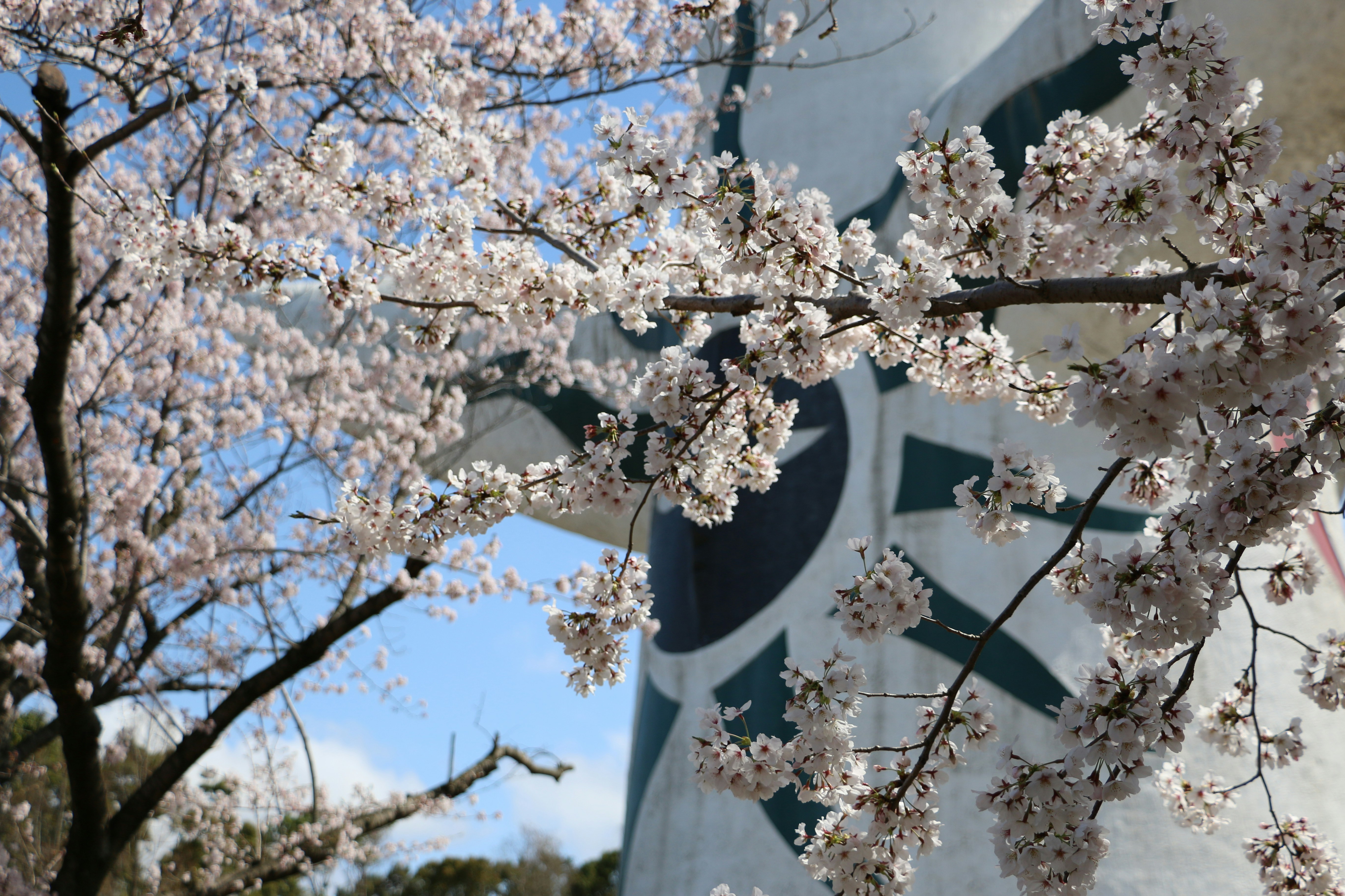 pohon sakura putih di siang hari