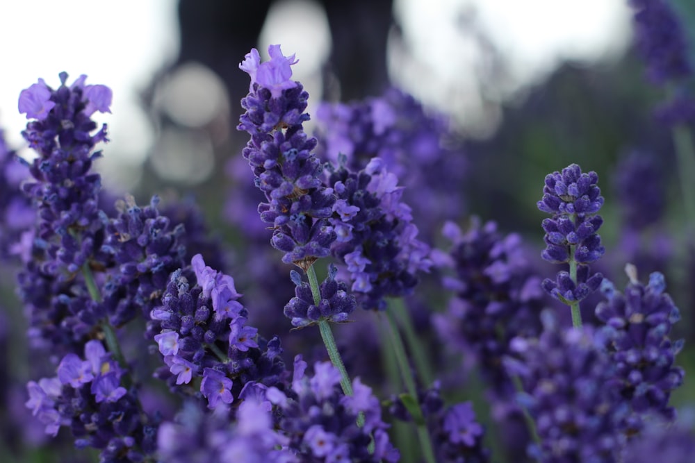 purple flowers in tilt shift lens