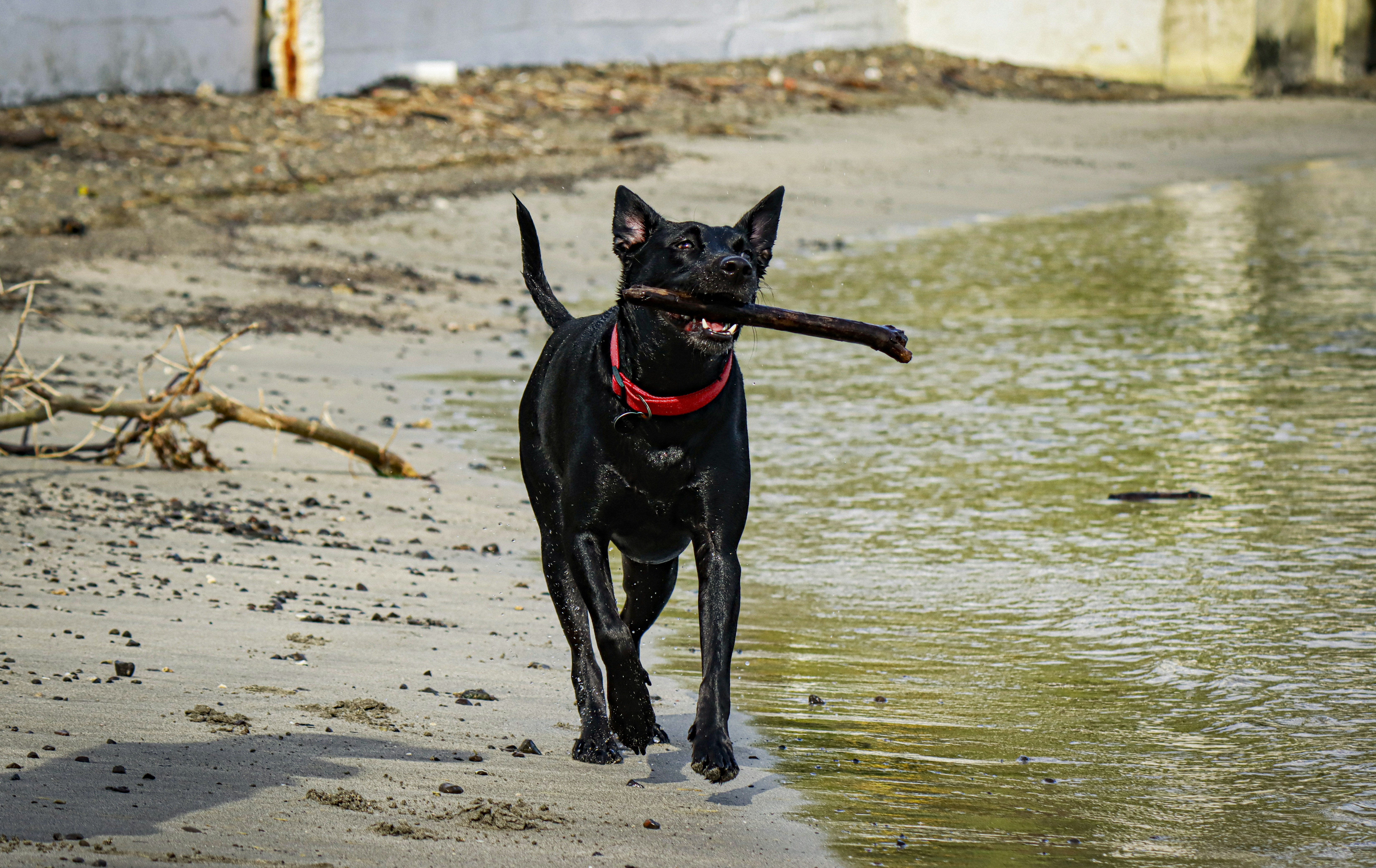 black short coat medium dog running on the beach during daytime