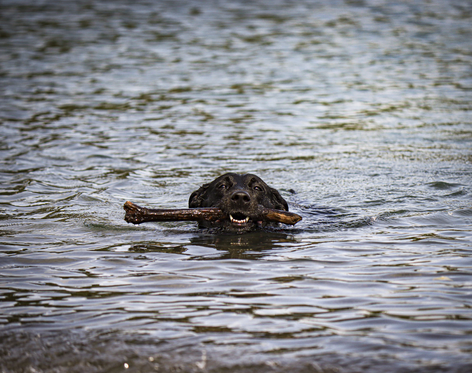 Juniper, the female we kept from this litter, swimming with a stick