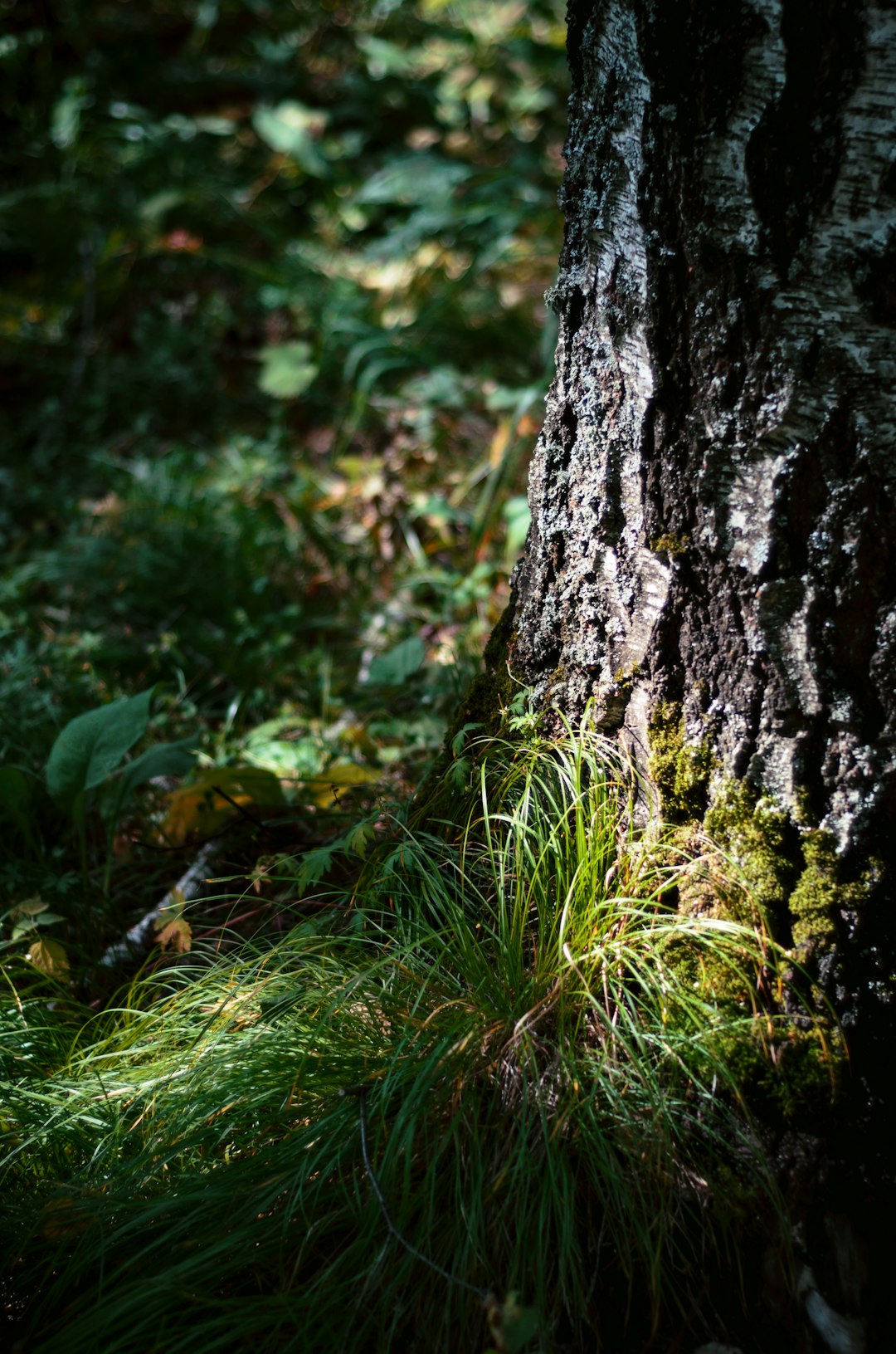 green grass beside brown tree trunk