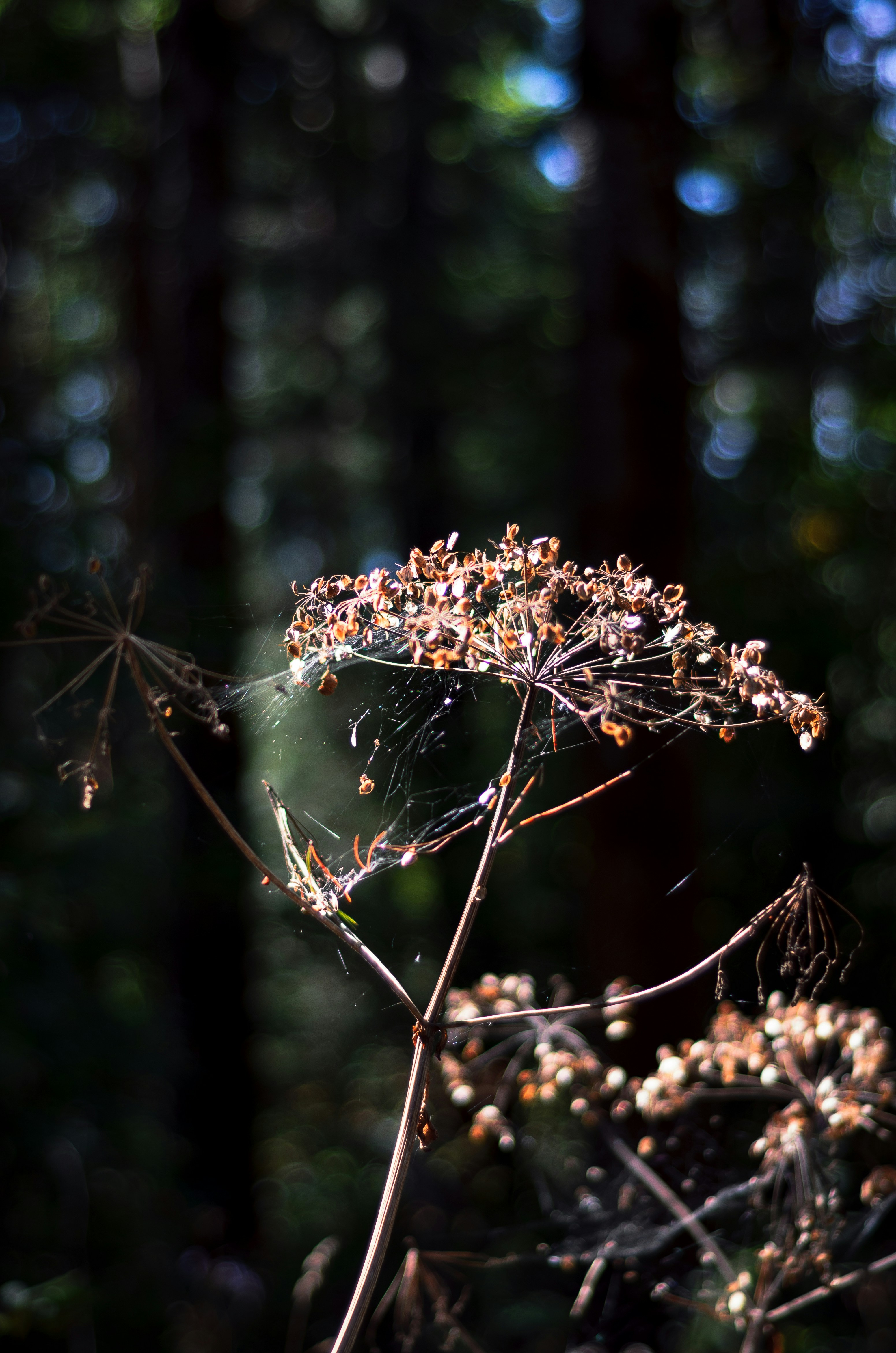 Pine forest sunlight, Wild blackberries bush, Dandelion field macro, Foraging basket woods, ilustrasi artikel Nature’s Pantry: A Beginner’s Guide to Identifying Edible Plants in North American Woods 4