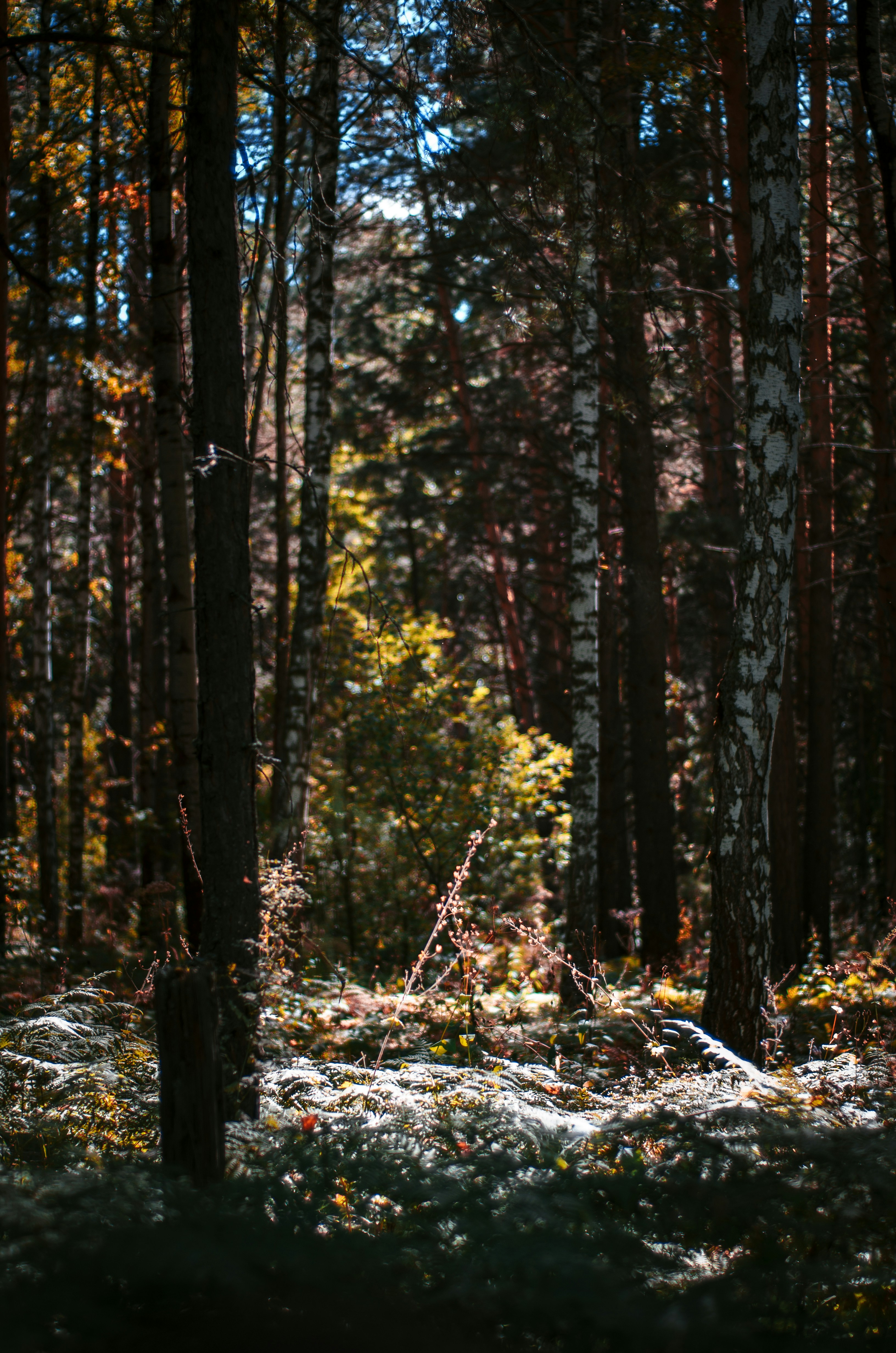 Imágenes de Bosque Mágico | Descarga imágenes gratuitas en Unsplash, image size:3000x4529