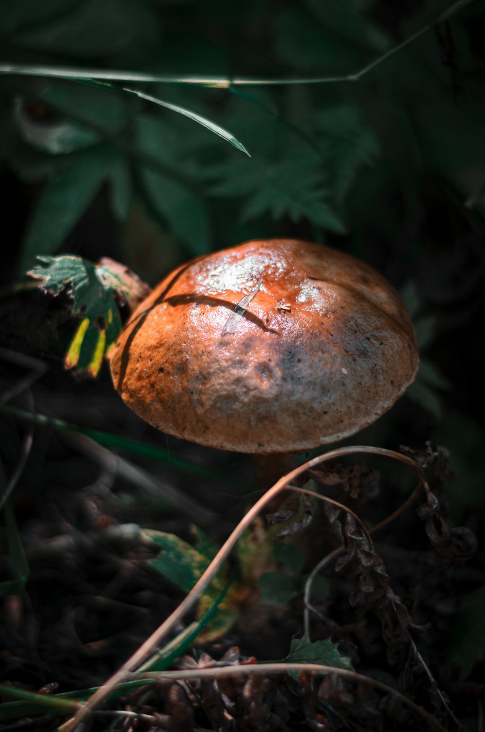 brown and red fruit on brown tree