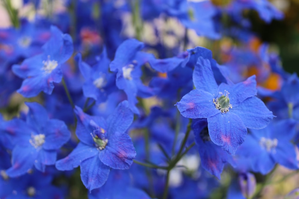 fiore blu con lente decentrabile