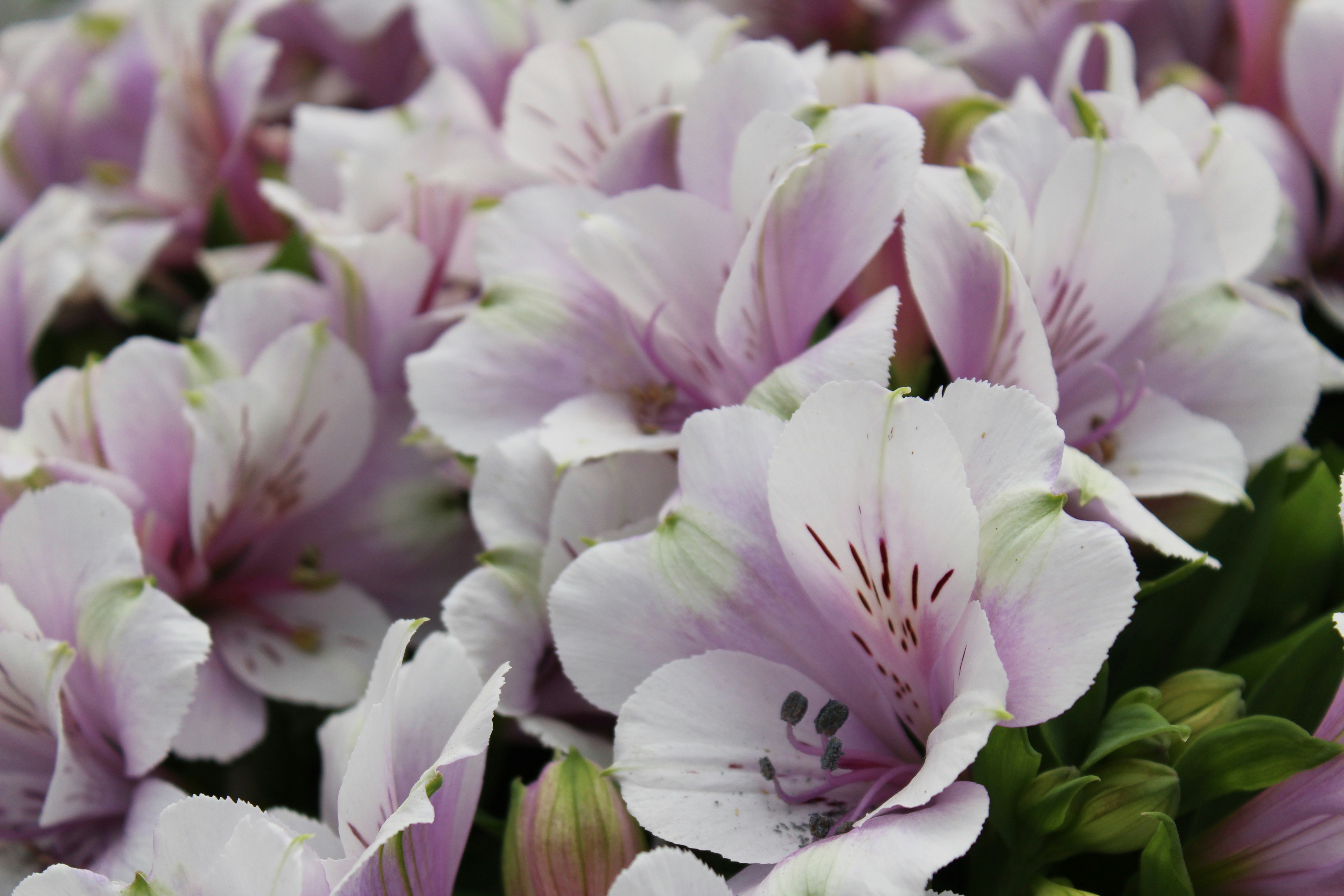 Grace in Bloom